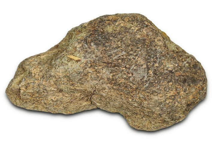 Dinosaur (Triceratops) Frill Shield Section - Montana #338959